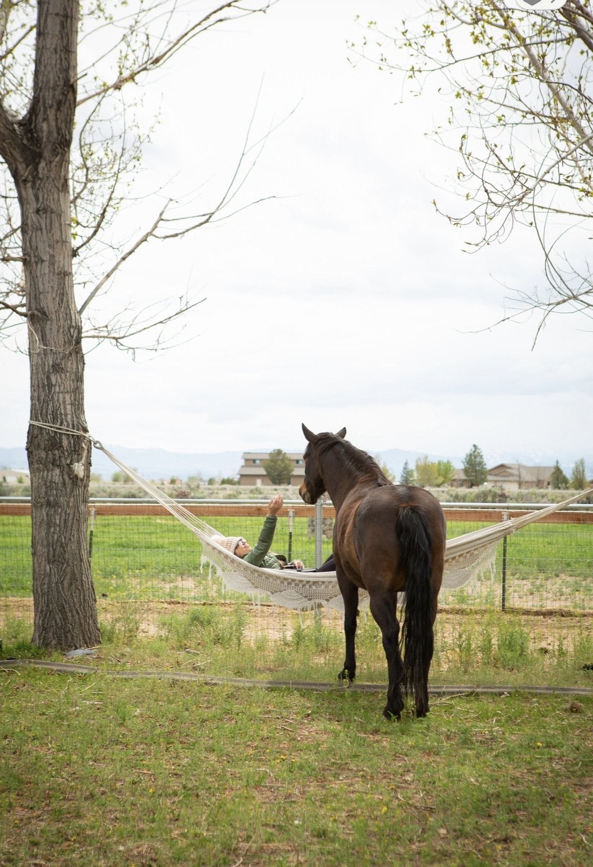 Horses That Heal